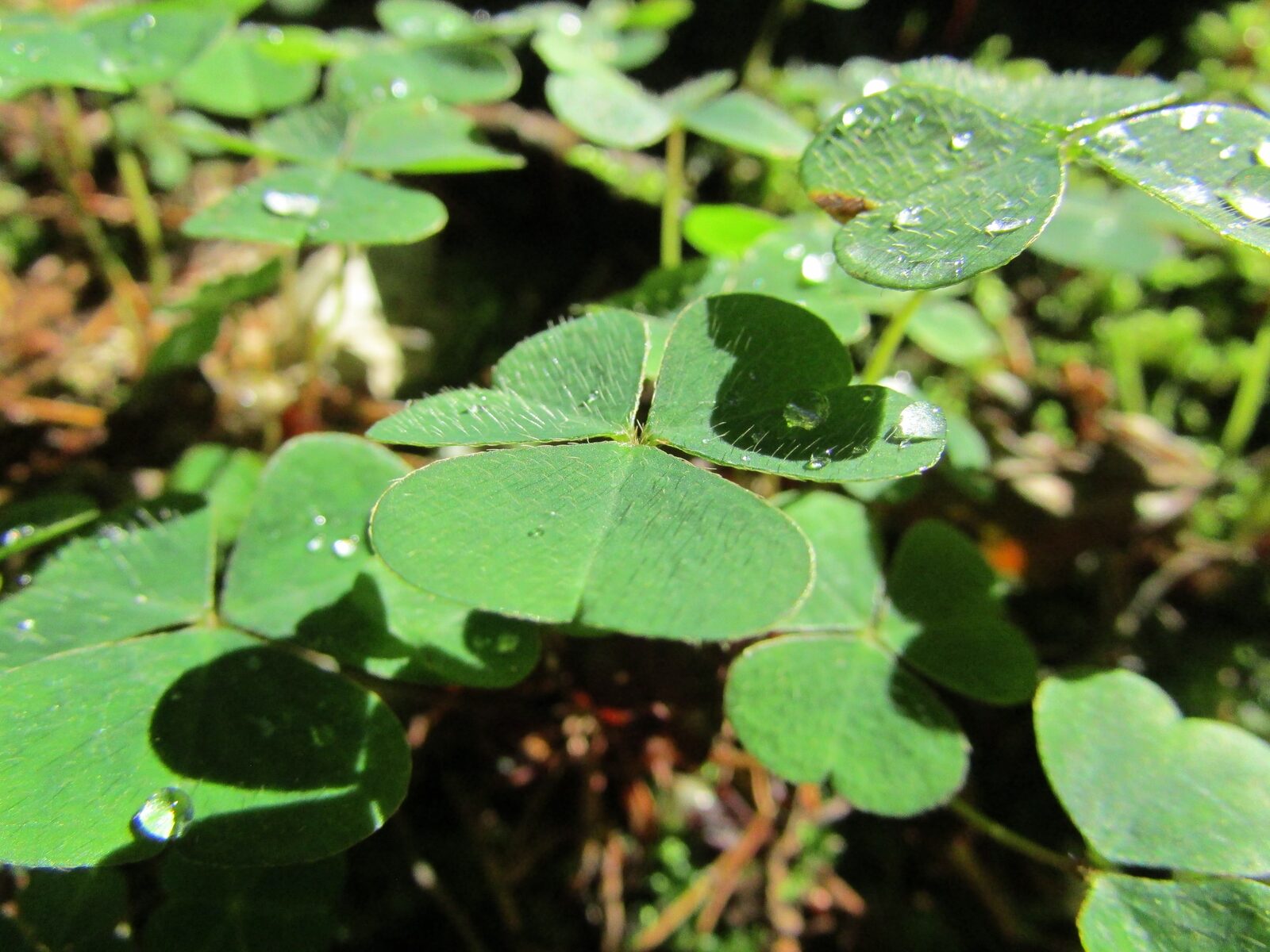 Kinder in der Waldferienwoche