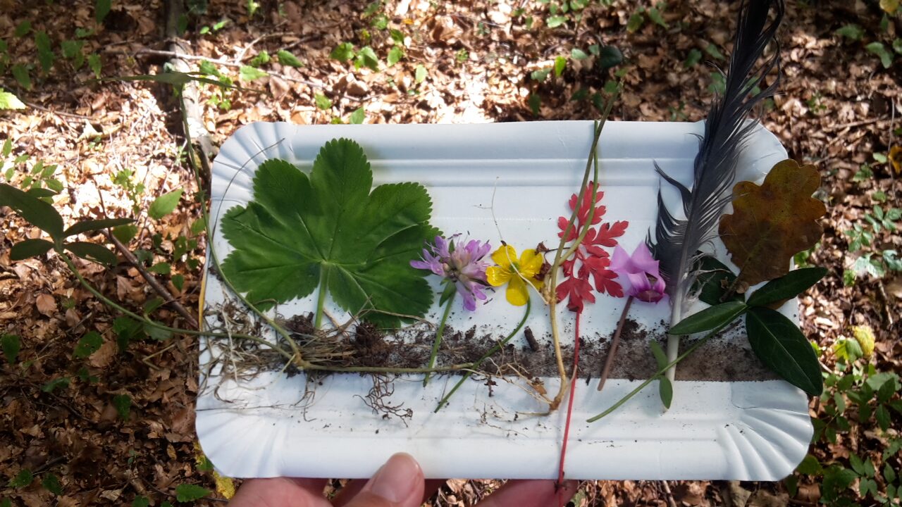 Waldpädagogische Ausgänge mit Kindergartengruppe